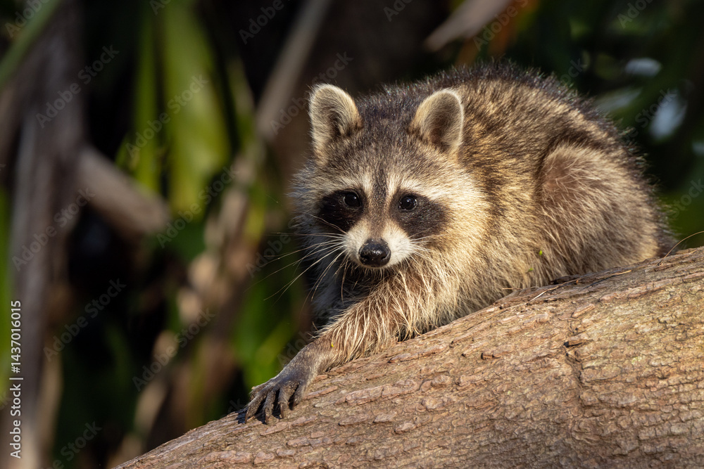 Fototapeta premium Young raccoons (Procyon lotor) in southwest Florida being cute.