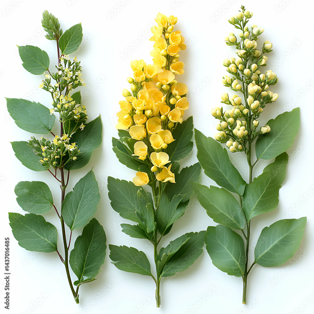Fototapeta premium Three plants with yellow flowers and green leaves