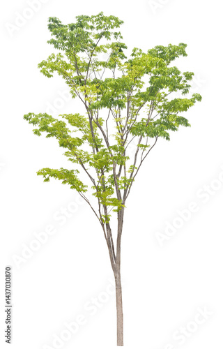 ケヤキ　樹木　4月撮影　樹高約7m