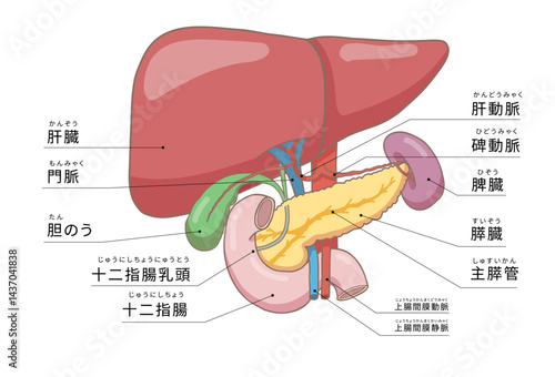 肝臓、すい臓・脾臓など周辺の臓器をわかりやすく表したイラスト