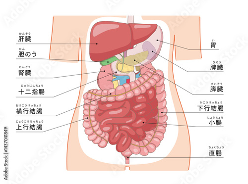 肝臓・胃から腸までの臓器がわかる人体の断面図解イラスト