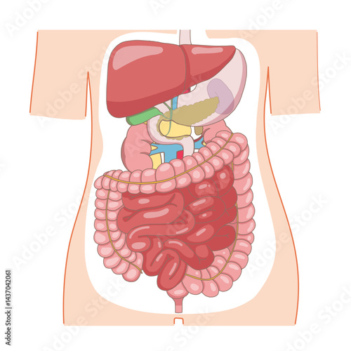 肝臓・胃から腸までの臓器がわかる人体の断面図解イラスト