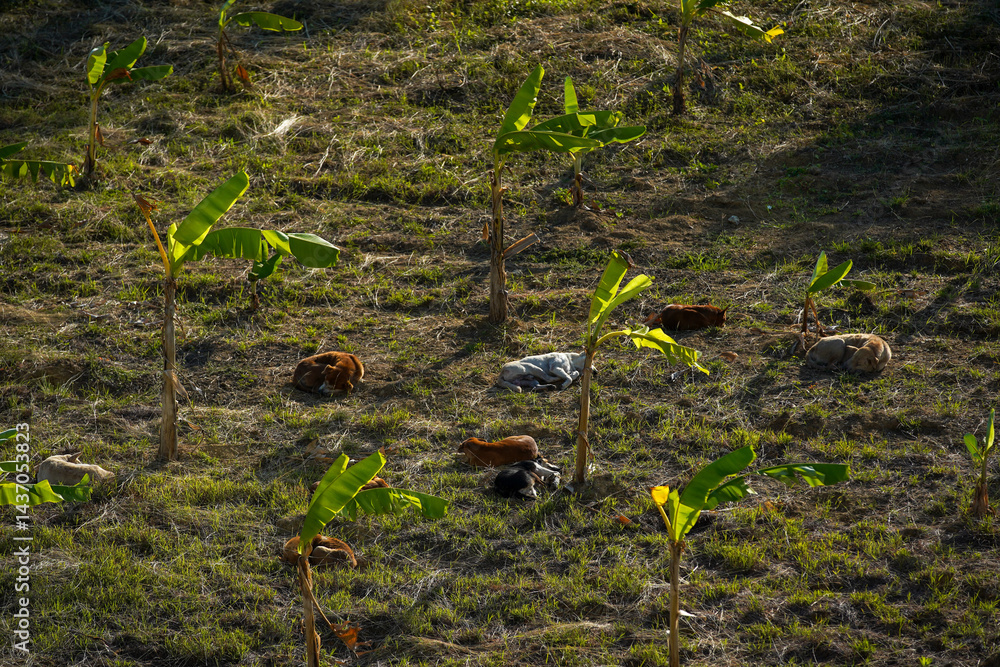 Naklejka premium Vegetable plots, agricultural fields on the mountain