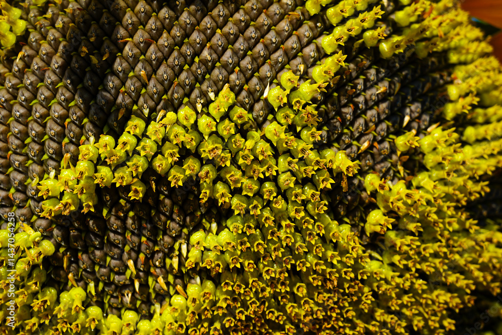 Sunflowers in a beautiful sunflower field Sunflowers in a beautiful sunflower field