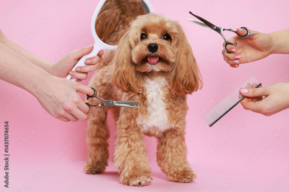 Women with grooming tools and cute dog on pink background, closeup