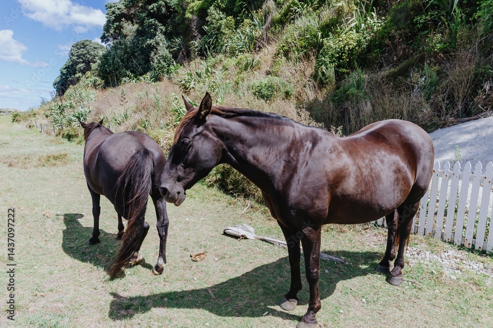 Two dark brown horses stand in a grassy field near a white fence in Bethells Beach, Auckland, New Zealand. The horses are resting and grazing, enjoying the peaceful rural landscape. Two dark brown horses stand in a grassy field near a white fence in Bethells Beach, Auckland, New Zealand. The horses are resting and grazing, enjoying the peaceful rural landscape.