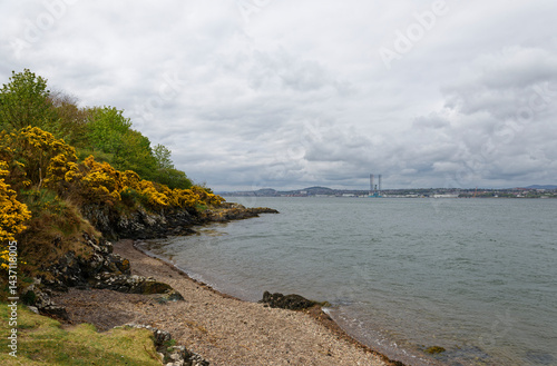 Dundee and its Port seen from a small shingle Beach on the South side of the Tay Estuary, with dense flowering Gorse on the slope above the Beach.