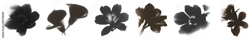 PNG Dark floral silhouettes collection, element set on transparent background