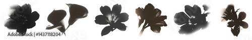 Obraz na płótnie PNG Dark floral silhouettes collection, element set on transparent background w salonie