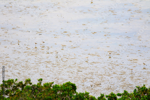 Coastal Mudflat Landscape with Mangrove Vegetation at Low Tide