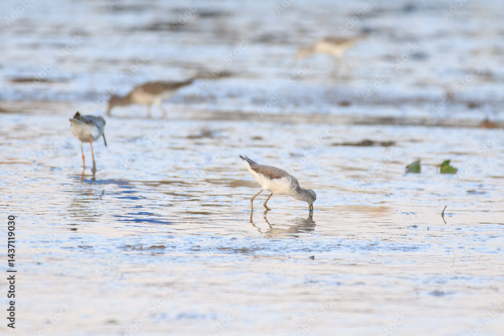 Wading Birds Foraging in the Mudflats During Low Tide, Lau Fau Shan, Hong Kong
