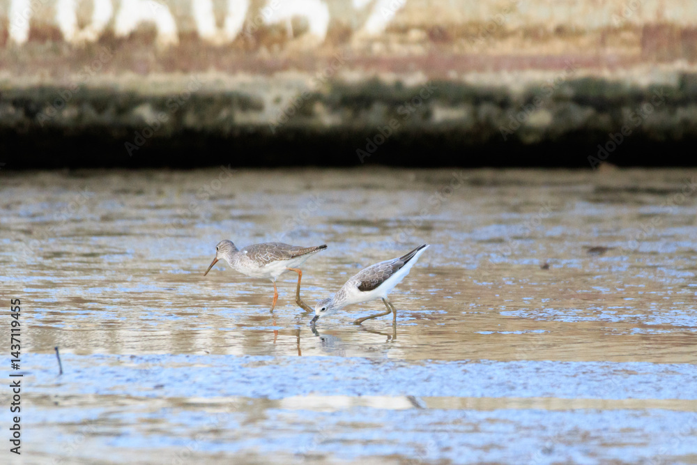 Wading Birds Foraging in the Mudflats During Low Tide, Lau Fau Shan, Hong Kong