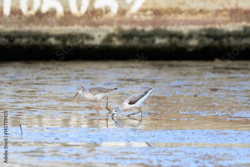 Obraz na płótnie Wading Birds Foraging in the Mudflats During Low Tide, Lau Fau Shan, Hong Kong w salonie