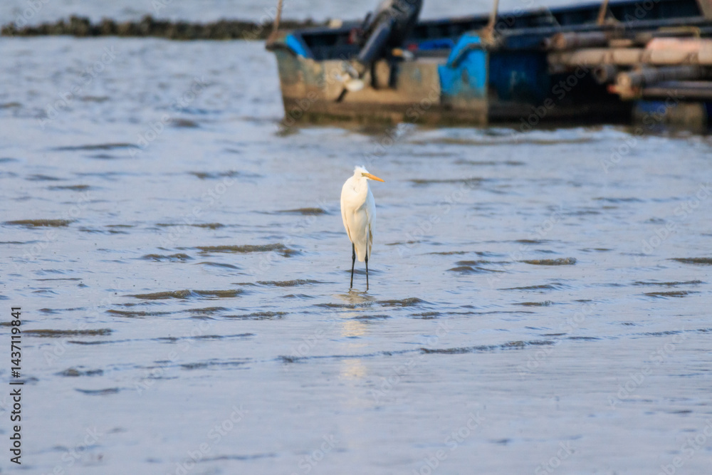Great Egret Standing in Shallow Water Near a Fishing Boat