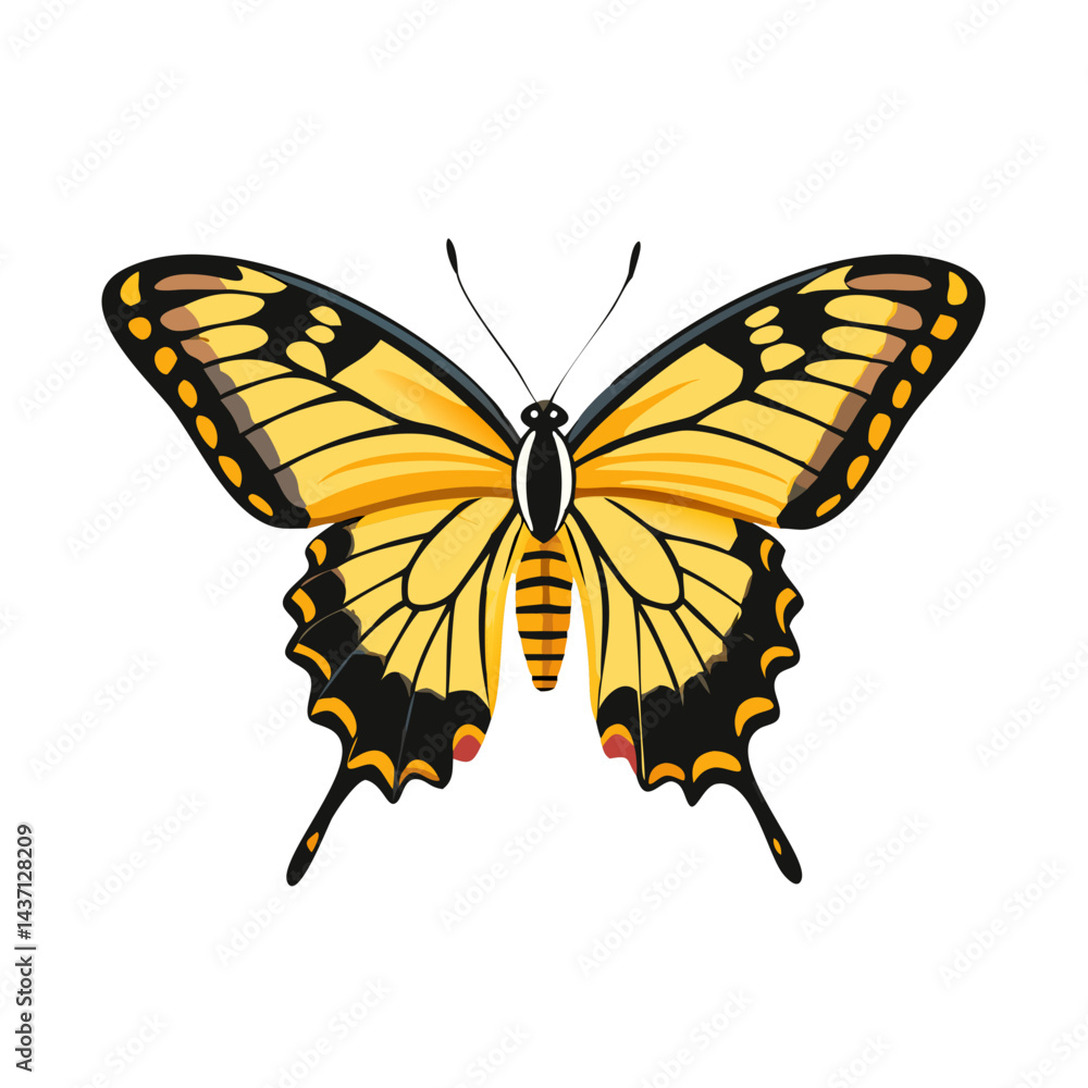 Beautiful Male Tiger Swallowtail Butterfly Isolated on White Background Beautiful Male Tiger Swallowtail Butterfly Isolated on White Background