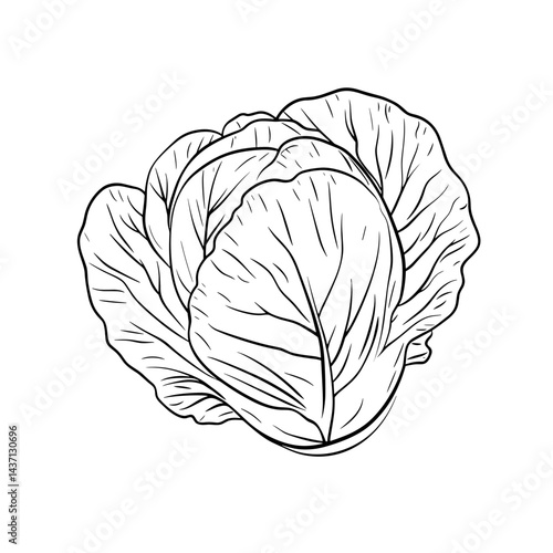 Cabbage illustration with detailed leaves in black and white style  