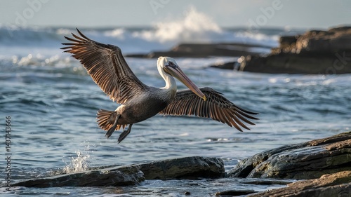 A brown pelican flying over rocks near the ocean with its wings spread wide open in the sunlight