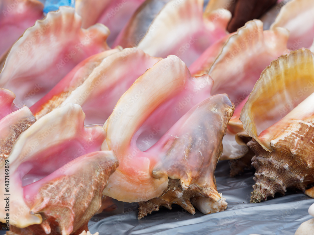 Colorful big shells from ocean are arranged on a table. Colorful big shells from ocean are arranged on a table.