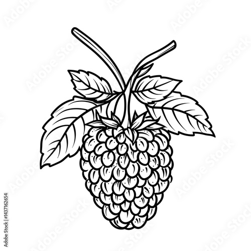 Black Raspberry Illustration with Leaves in Black Outline Style  