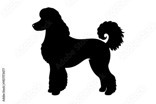 Elegant poodle silhouette standing profile view pet breed illustration domestic dog animal artwork, poodle, dog, pet, animal, breed, silhouette, vector, domestic, mammal, canine, elegant, profile