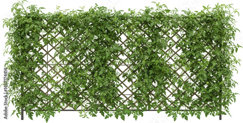 Obraz na plátně Lush Green Vine Trellis Climbing Plants Garden Fence Nature Background Summer Fo