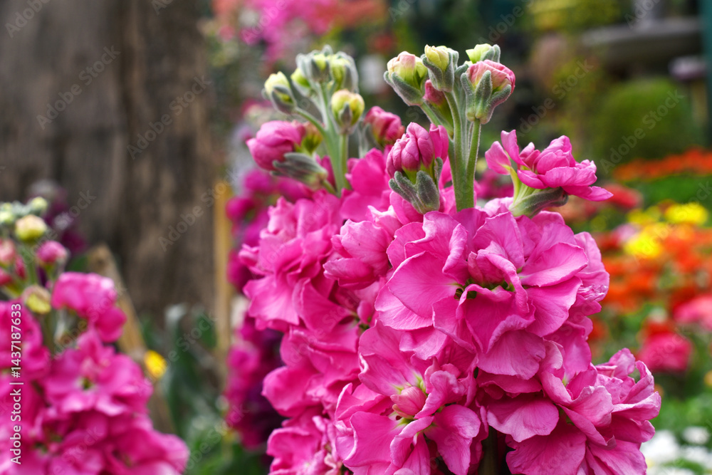 Obraz premium Pink Hoary Stock, Pink Hoary Stock or Matthiola Incana is a member of the Brassicaceae family of flowering plants. It's also commonly known as Brompton Stock, Common Stock, Pink flower in garden