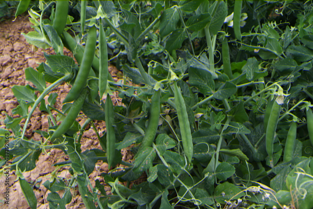 Fototapeta premium Green peas grow in the garden Beautiful close up of green fresh peas and pea pods. Healthy food, Bush of sweet pea with ripe pods cultivated on vegetable garden, green peas closeup in nature, Pakistan