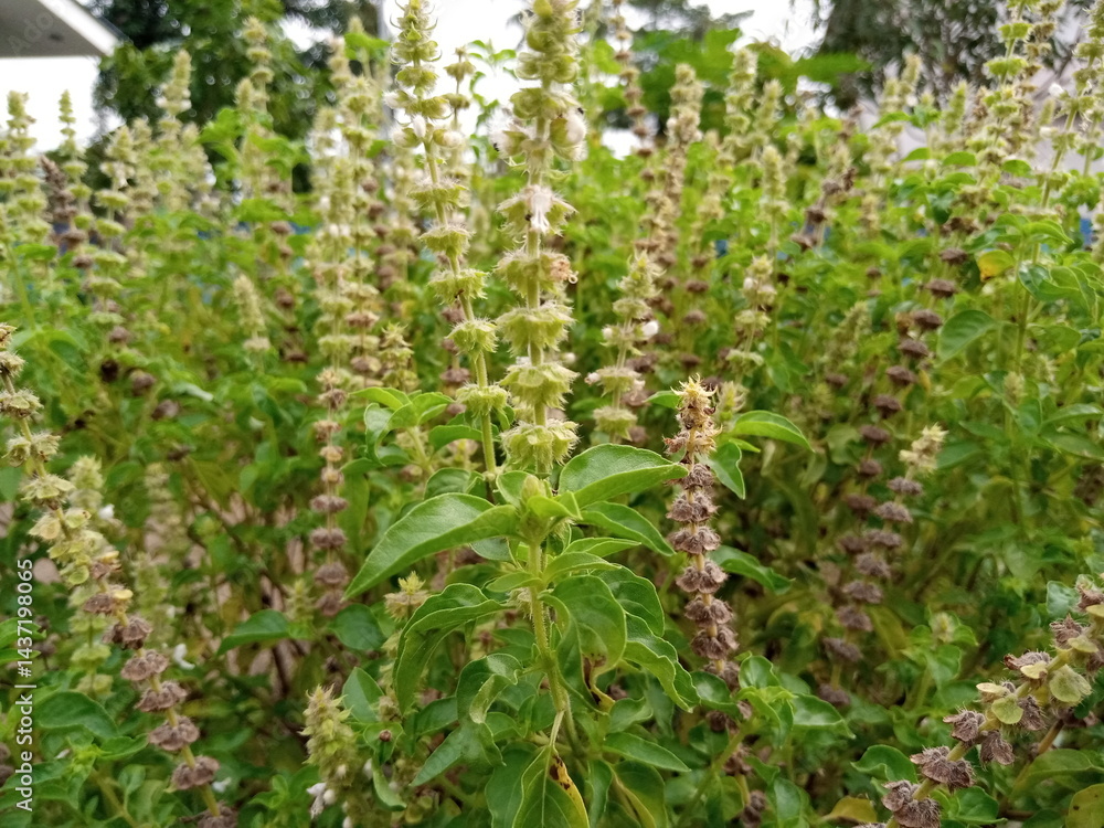 basil plant in bloom, this aromatic plant can be used in various dishes basil plant in bloom, this aromatic plant can be used in various dishes