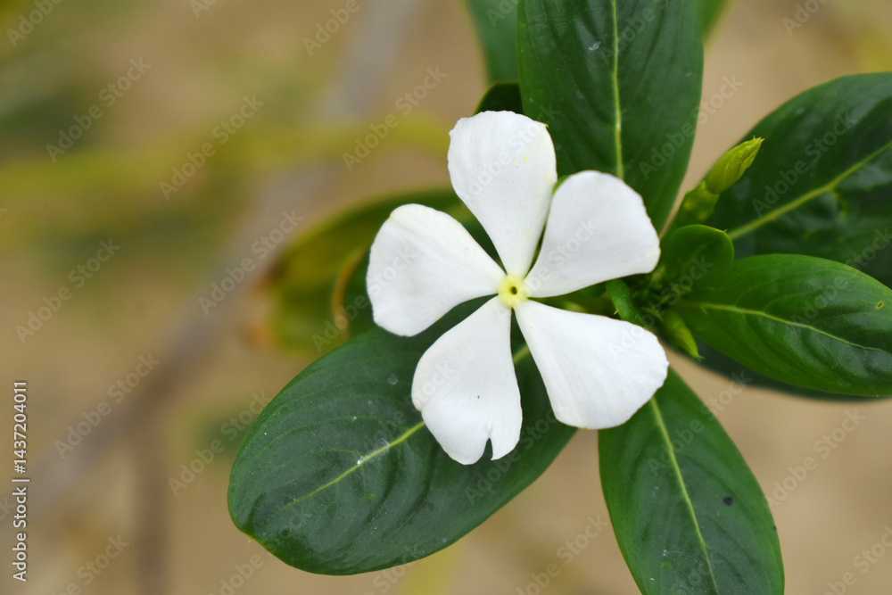 Obraz premium Close-up view of purple madagascar periwinkle, The scientific name is Catharanthus roseus, purple periwinkle flower closeup, Cape Periwinkle, Graveyard plant, Madagascar Periwinkle, Old Maid, closeup