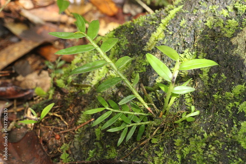 Deep of Meratus Mountain in Borneo Rainforest, Tanah Bumbu, Indonesia