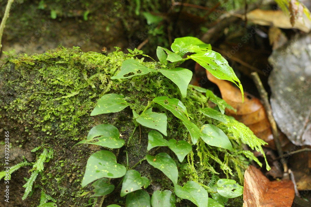 Fototapeta premium Deep of Meratus Mountain in Borneo Rainforest, Tanah Bumbu, Indonesia