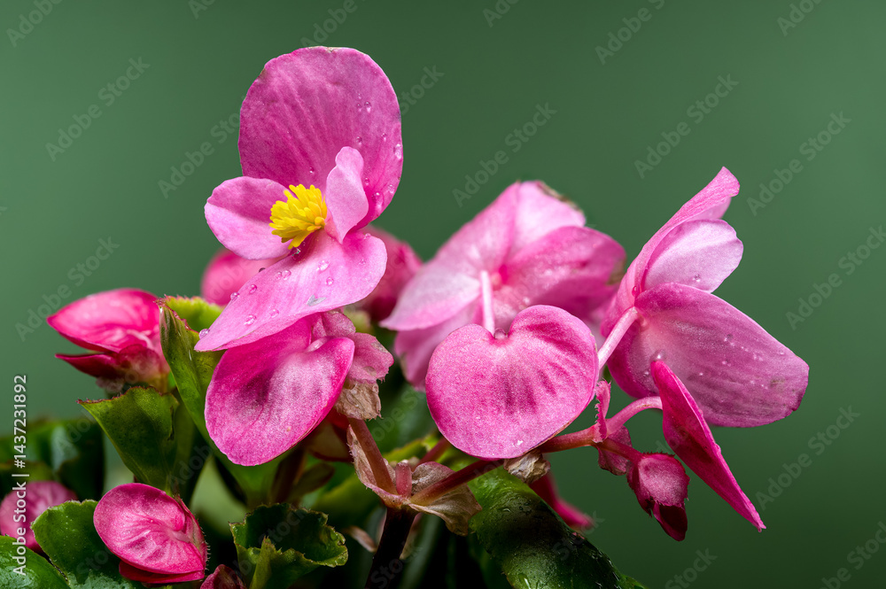 Vibrant Pink Begonia Blooms with Yellow Centers on Dark Green