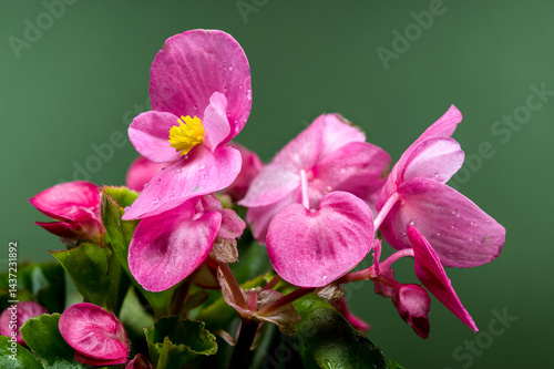 Obraz na płótnie Vibrant Pink Begonia Blooms with Yellow Centers on Dark Green w salonie
