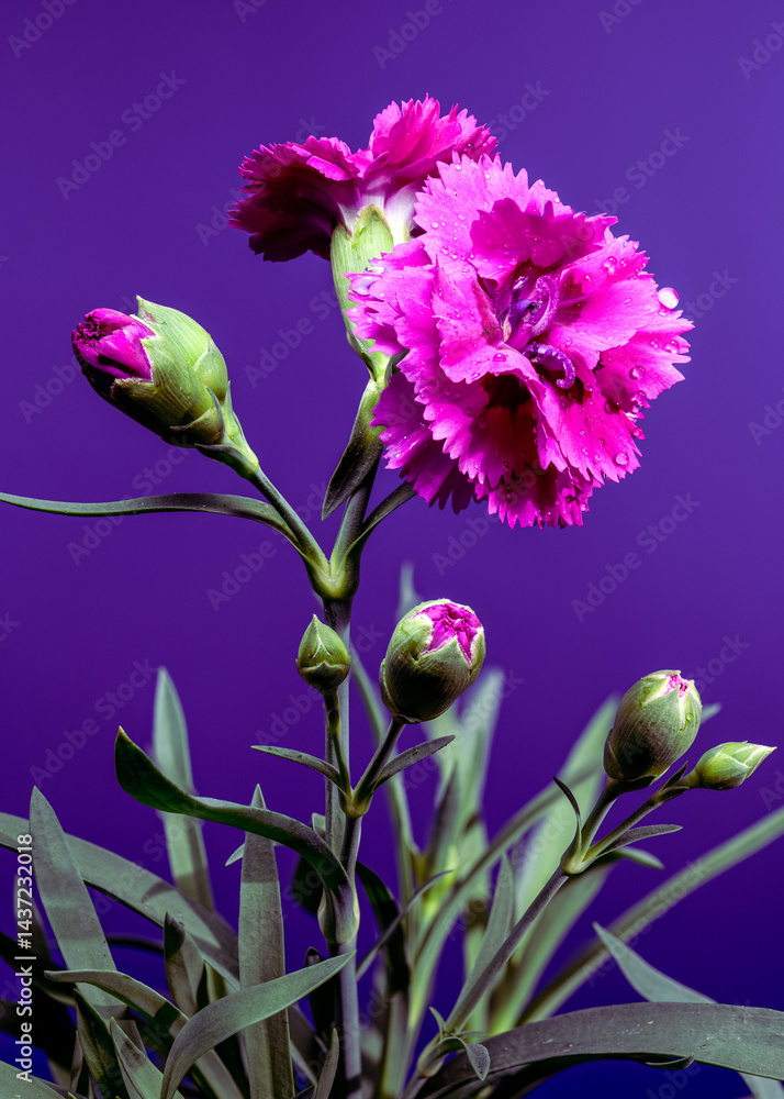 Striking Pink Carnations with Water Drops on Deep Purple, Floral Beauty