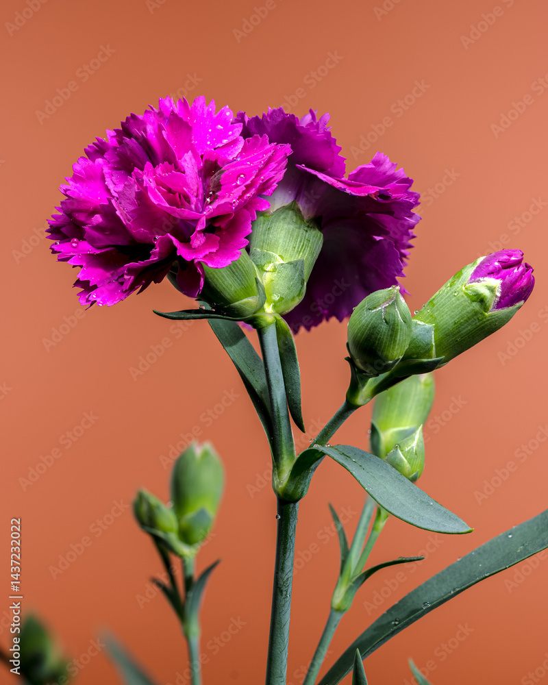 Rich Purple Carnations with Green Buds on Warm Orange