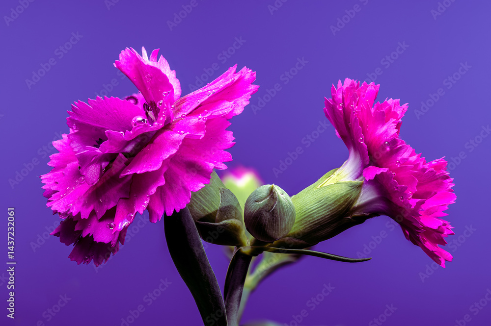 Striking Pink Carnations with Water Drops on Deep Purple, Floral Beauty