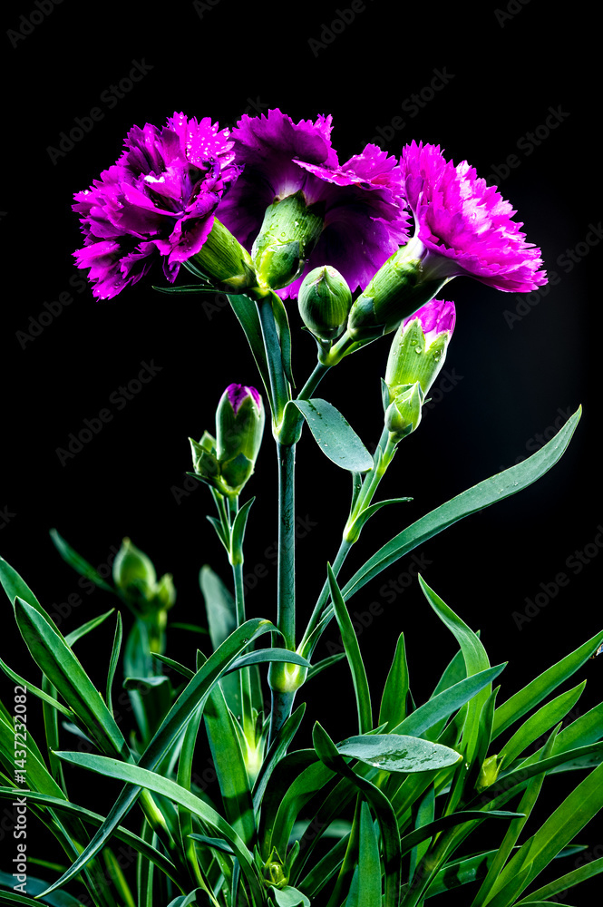 Pink carnation flowers with water droplets black background