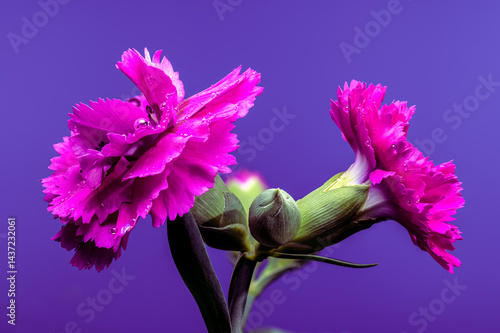 Obraz na płótnie Striking Pink Carnations with Water Drops on Deep Purple, Floral Beauty w salonie
