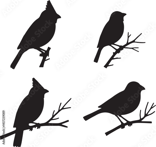 bird, sparrow, robin, eagle, hawk, pigeon, dove, flamingo, parrot, peacock, canary, stork, crow