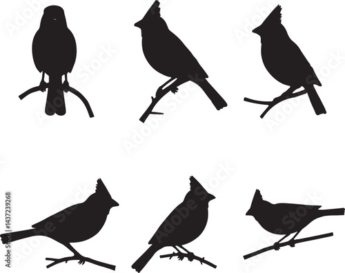 bird, sparrow, robin, eagle, hawk, pigeon, dove, flamingo, parrot, peacock, canary, stork, crow