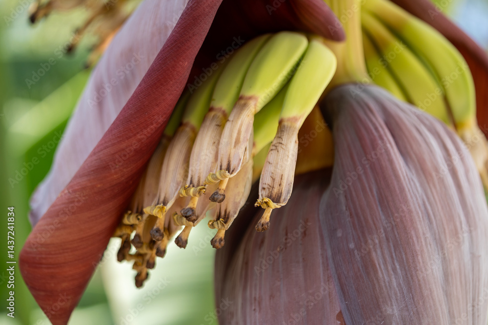 Banana flower blooming tropical garden close-up natural environment top view botanical concept