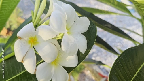 Flower (Plumeria flower) white and pink color, Naturally beautiful flowers in the garden