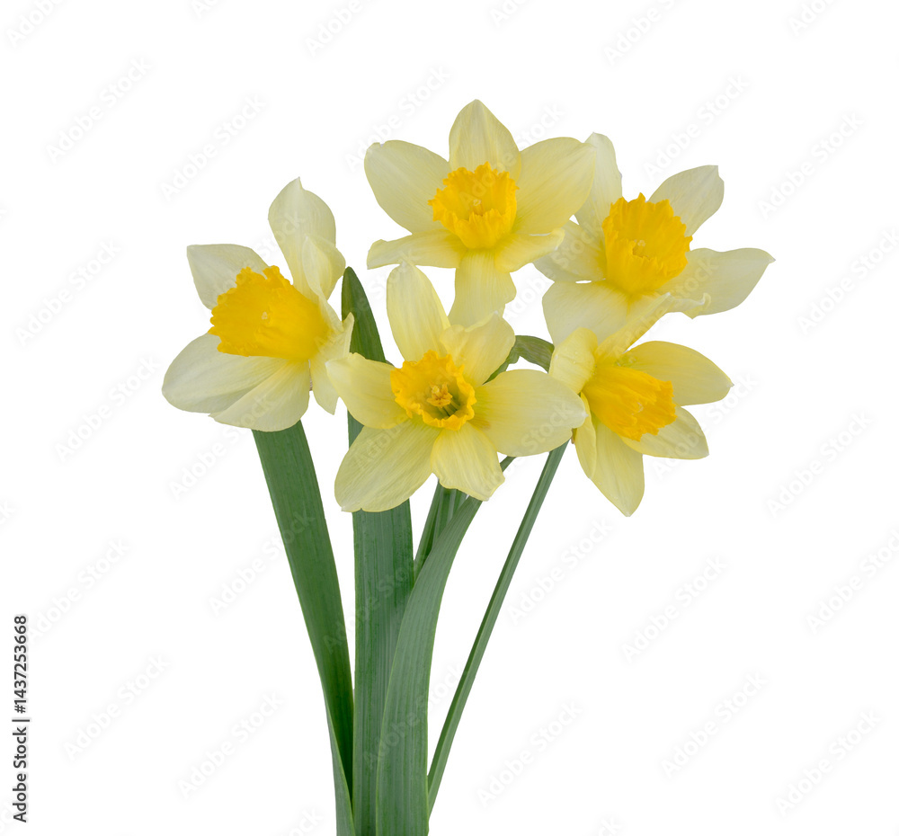 Narcissus isolated on a white background Narcissus isolated on a white background