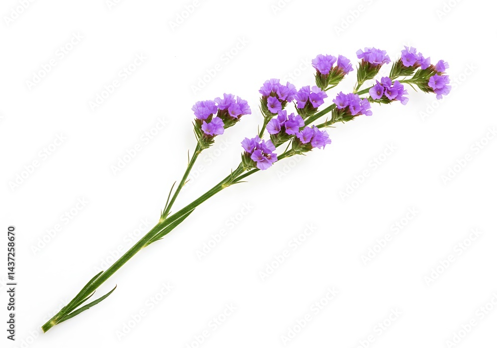 A single stem of purple statice flowers isolated on a white background in a studio setting A single stem of purple statice flowers isolated on a white background in a studio setting