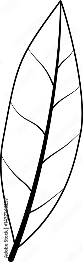 Bay leaf outline vector Bay leaf outline vector