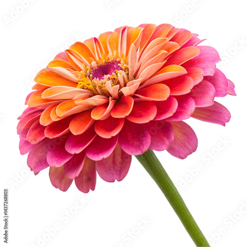 Vibrant Pink and Orange Zinnia Flower on transparent background