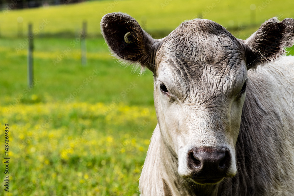 Portrait of Murray Grey Cow calf looking at camera Portrait of Murray Grey Cow calf looking at camera