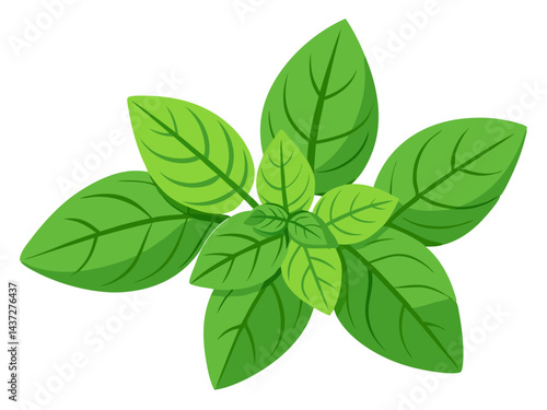 fresh mint leaves isolated