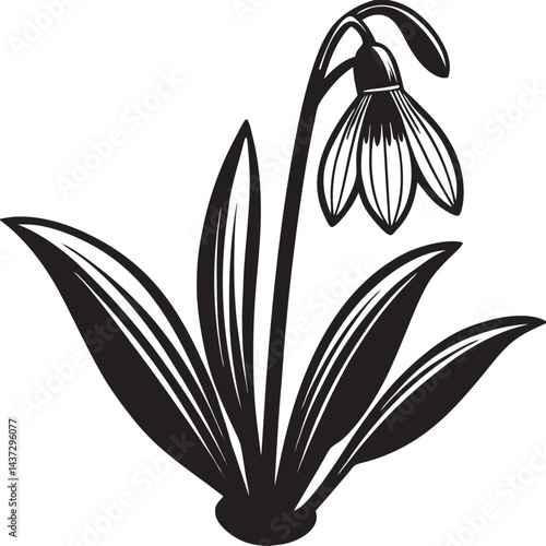 snowdrop flower isolated on black