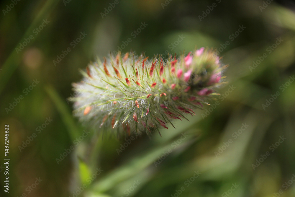 Detail of colourful seed head flower Detail of colourful seed head flower